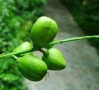 牛皮廯患者的幸运星-巴豆