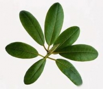 急性荨麻疹怎么治疗